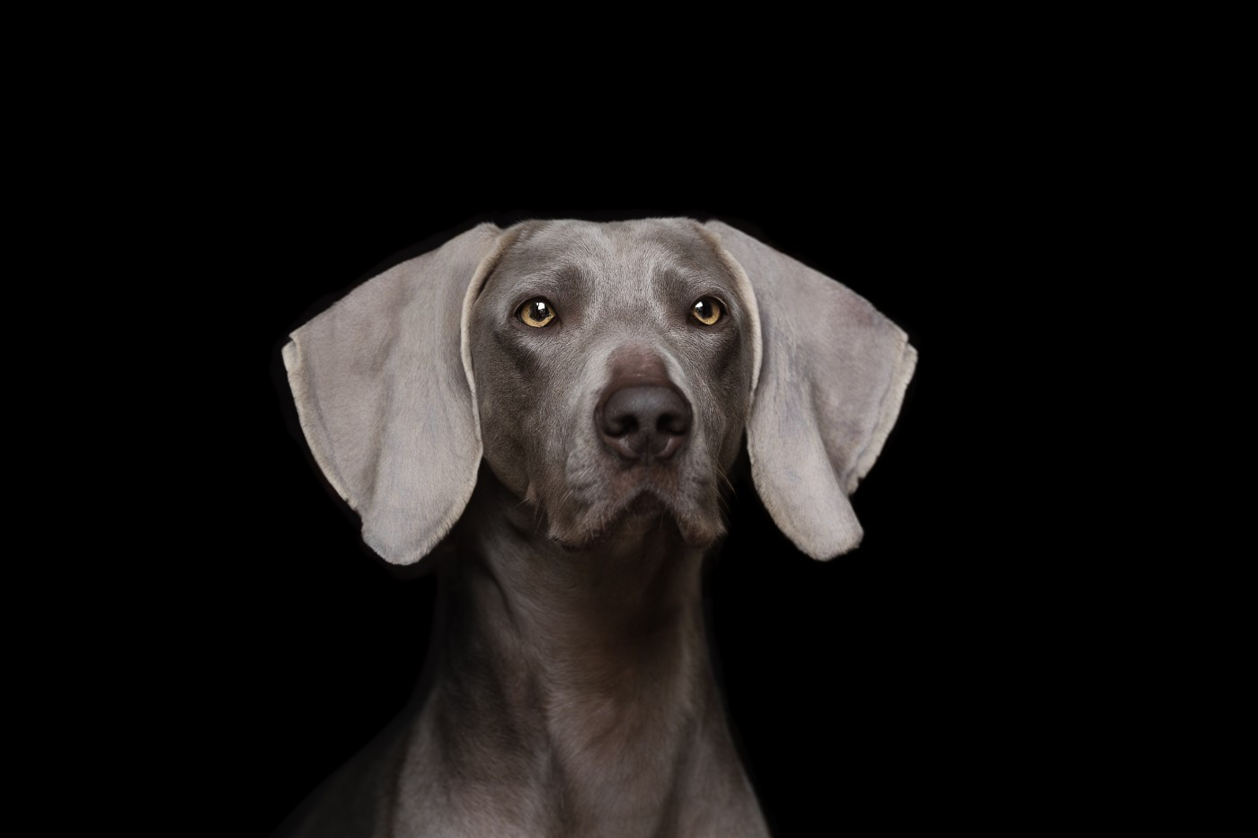 Winter Gracefull Wahia